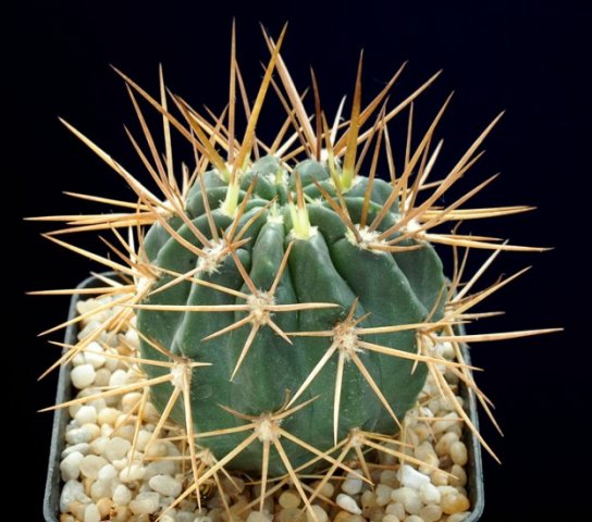 Gymnocalycium_variiflorum